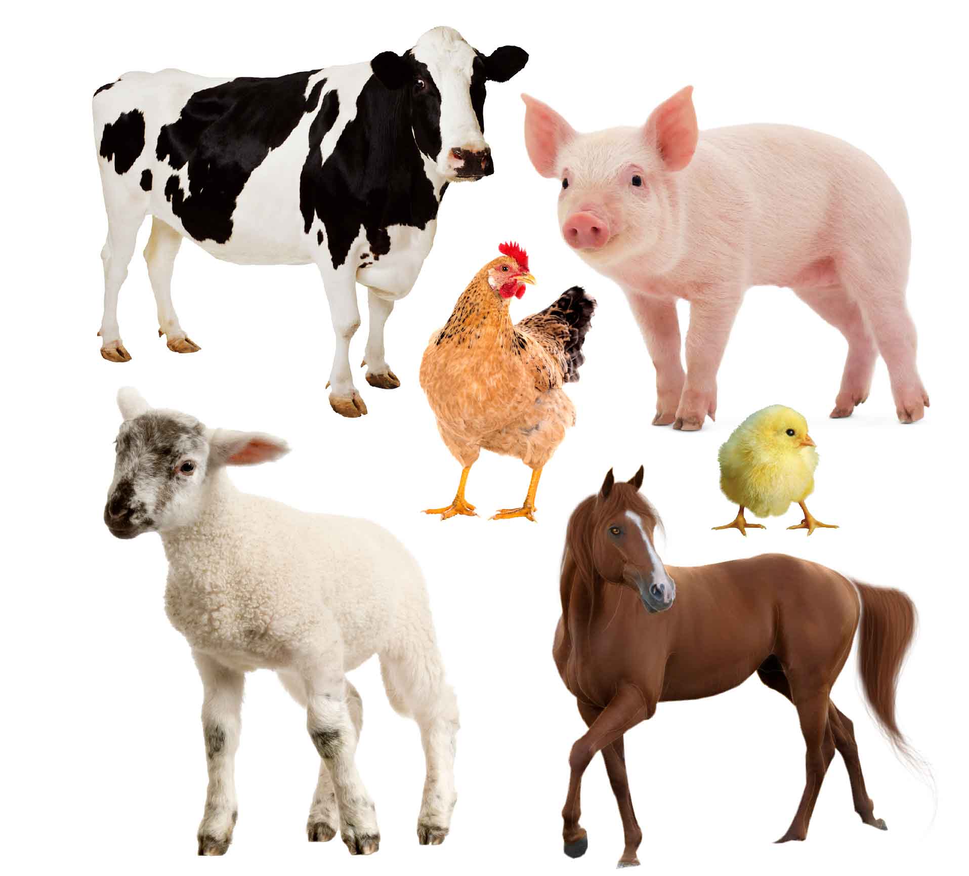 Real Farm Animals For 10,600+ Real Farm Animals Stock Photos, Pictures